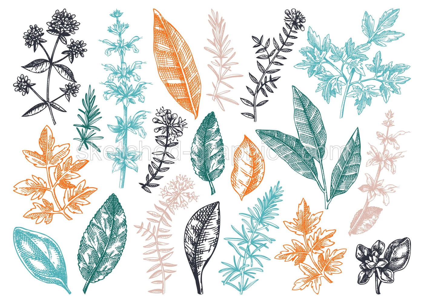 Vector collection of typical herbs and spices leaves. Hand-sketched kitchen herbal plants illustration. Aromatic food cooking ingredients collection. Hand-drawn herbs for Italian cuisine Illustration